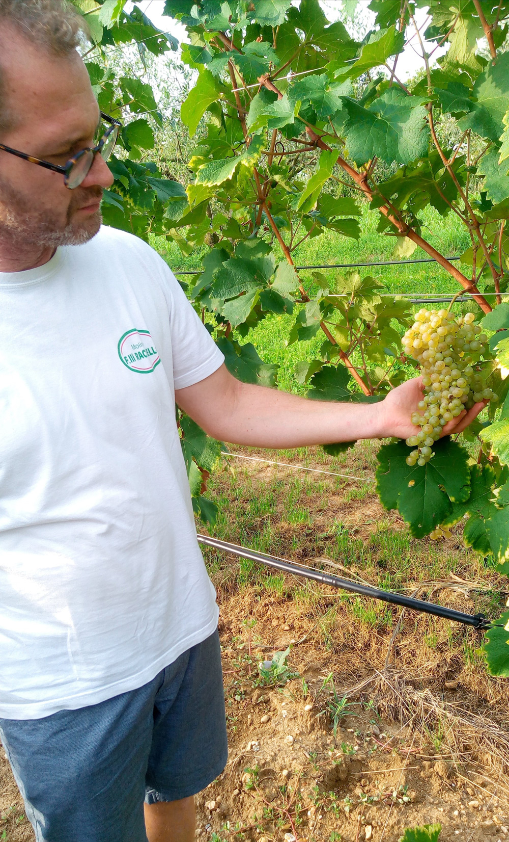 Cristiano Brustolin grappolo uva prosecco